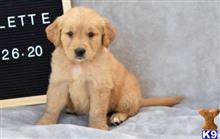 golden retriever puppy posted by k2puppies2010