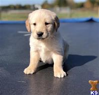 golden retriever puppy posted by k2puppies2010