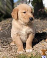 golden retriever puppy posted by k2puppies2010