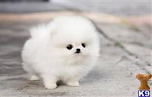 pomeranian puppy posted by k2puppies2010