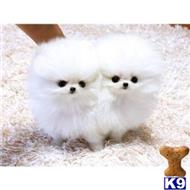 pomeranian puppy posted by k2puppies2010