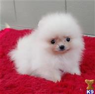 pomeranian puppy posted by k2puppies2010