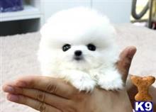 pomeranian puppy posted by k2puppies2010