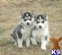 siberian husky puppy posted by k9000