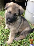 german shepherd puppy posted by k9Darcey