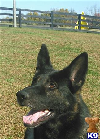 a black german shepherd dog with its mouth open