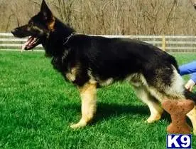 German Shepherd stud dog