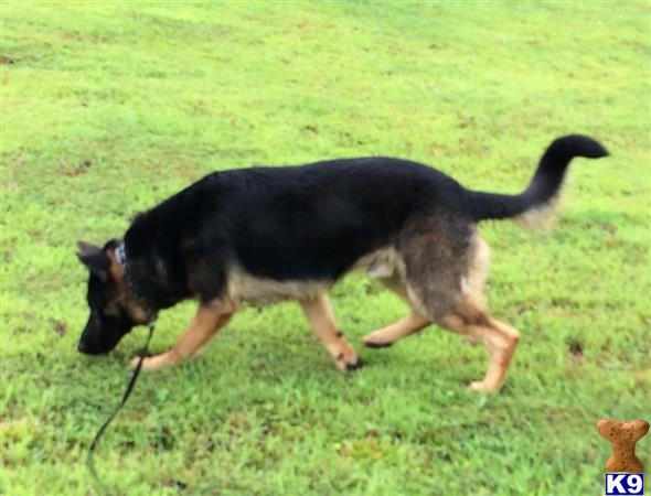 German Shepherd dog