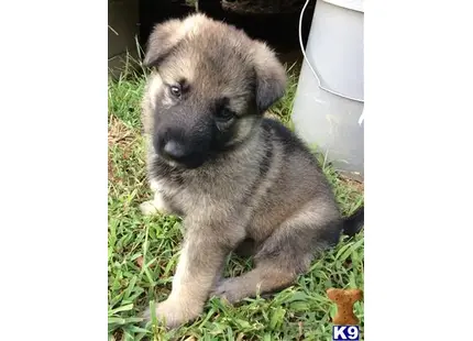 German Shepherd