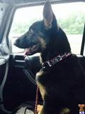 german shepherd puppy posted by k9love81