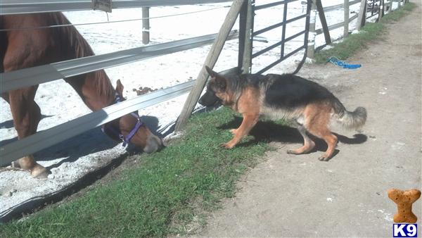 German Shepherd stud dog