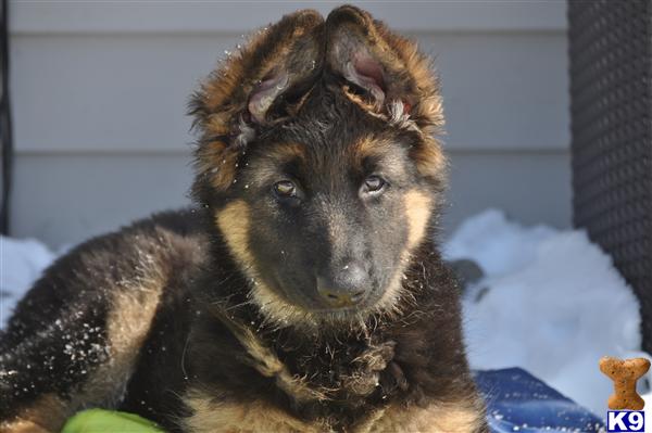 German Shepherd