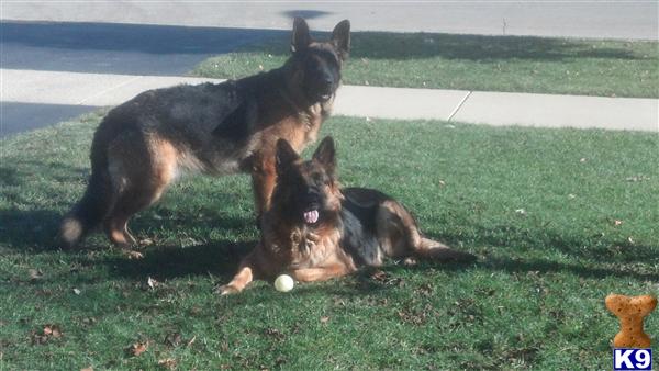 German Shepherd stud dog