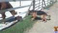 German Shepherd stud dog: German Shepherd approaching a horse by a fence