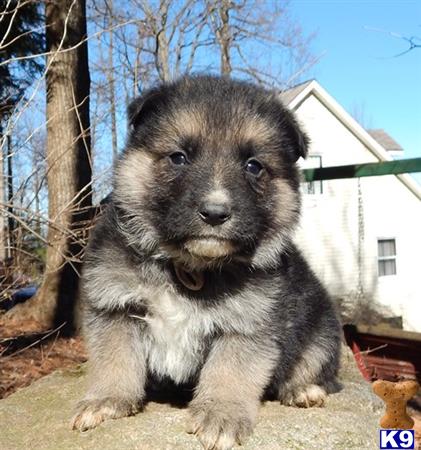 german shepherd puppy posted by k9pines