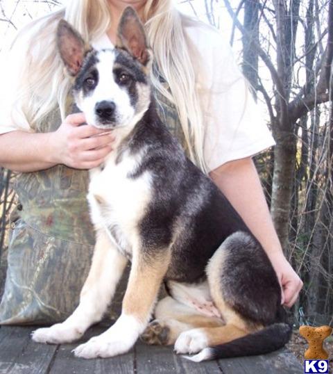 panda german shepherd puppies for sale german shepherd puppy for sale akc panda german shepherd she carries blue 7 years panda german shepherd puppies for sale german shepherd puppy for sale akc panda german shepherd she carries blue 7 years