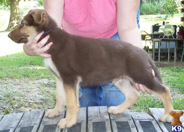 German Shepherd Puppy For Sale Akc 1 Perfect Chocolate And Tan Liver Tan Male G 8 Years Old