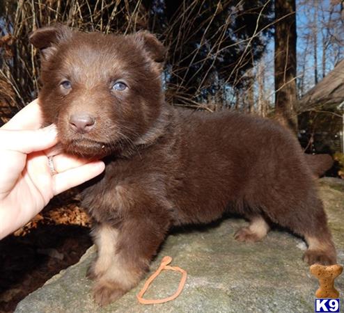 chocolate german shepherd for sale