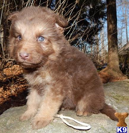 German Shepherd Puppy For Sale Liver Tan Long Coat Male Gsd Companion Bred From O 7 Years Old