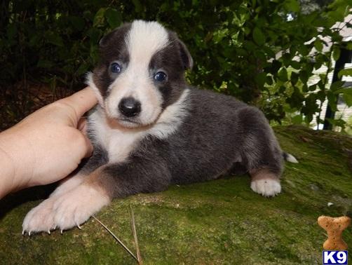 german shepherd puppy for sale rare blue and tan panda german