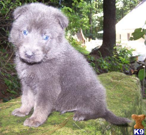 brindle german shepherd puppy german shepherd puppy for sale akc blue brindle german shepherd puppies 6 brindle german shepherd puppy german shepherd puppy for sale akc blue brindle german shepherd puppies 6