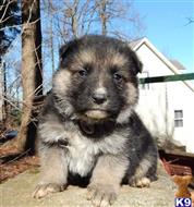 German Shepherd
