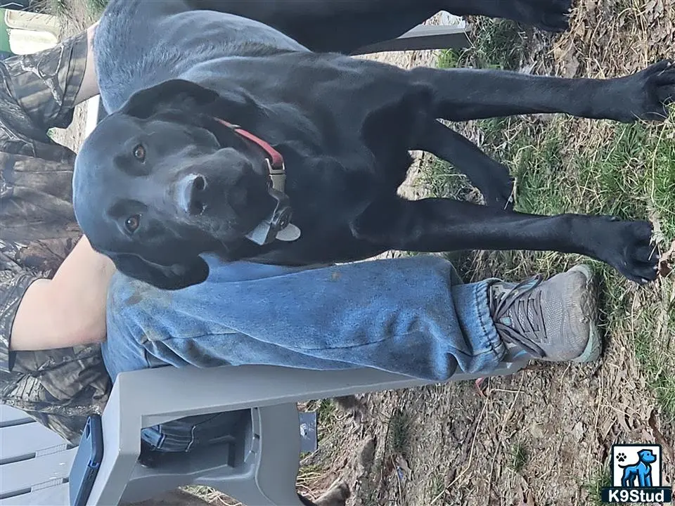 Labrador Retriever stud dog