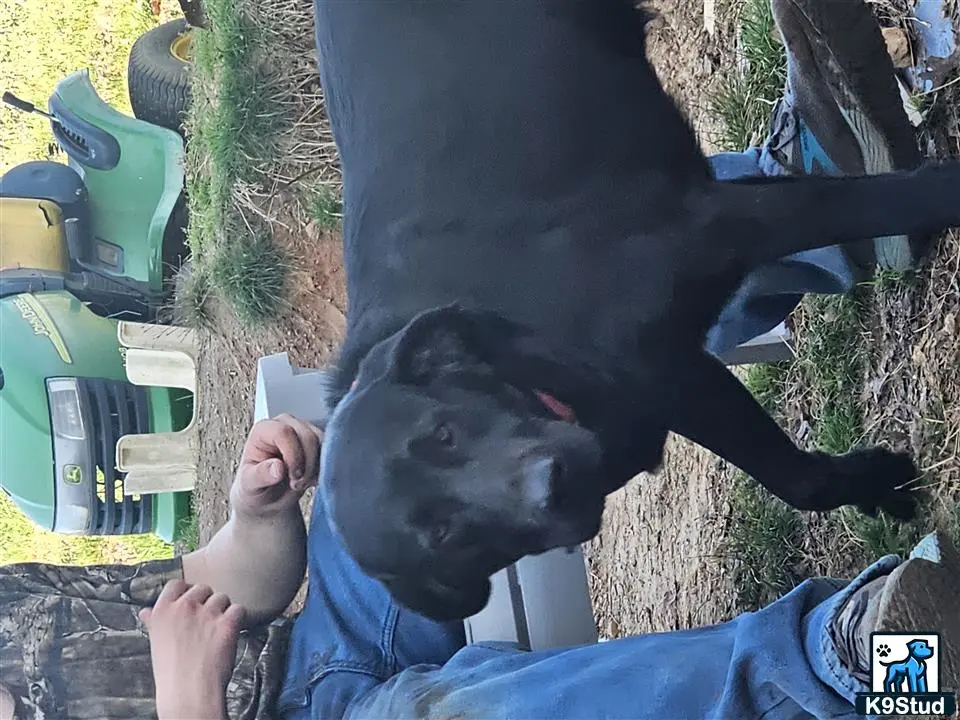 Labrador Retriever stud dog