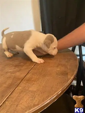 American Pit Bull puppy for sale