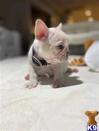 French Bulldog puppy for sale