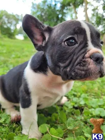 French Bulldog puppy for sale