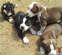 american pit bull puppy posted by kaba2021