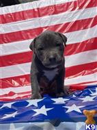 american pit bull puppy posted by kaba2021