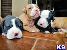american pit bull puppy posted by kaba2021