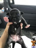american pit bull puppy posted by kaba2021