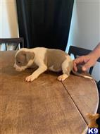 american pit bull puppy posted by kaba2021