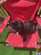 american pit bull puppy posted by kaba2021