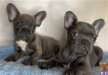 french bulldog puppy posted by kaba2021