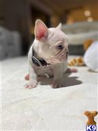 french bulldog puppy posted by kaba2021