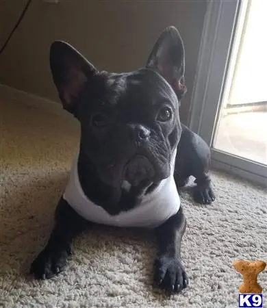 French Bulldog stud dog