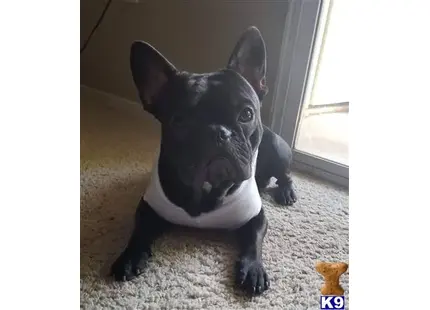 French Bulldog