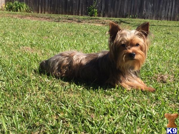 Yorkshire Terrier