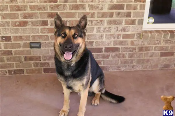 German Shepherd stud dog