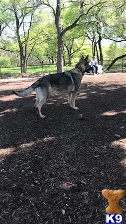 German Shepherd female dog