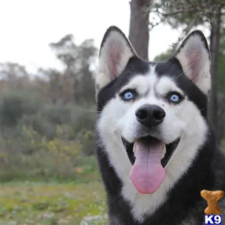 Siberian Husky stud dog