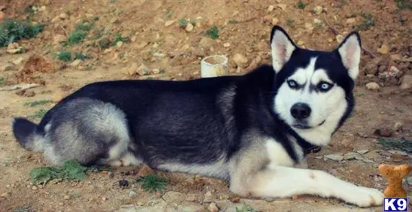 Siberian Husky stud dog