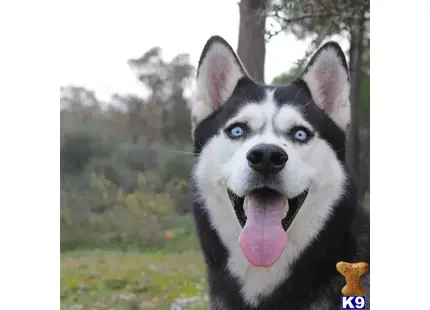 Siberian Husky