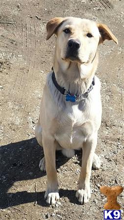 Long Island Breeders Labrador Retriever Long Island Breeders Labrador Retriever