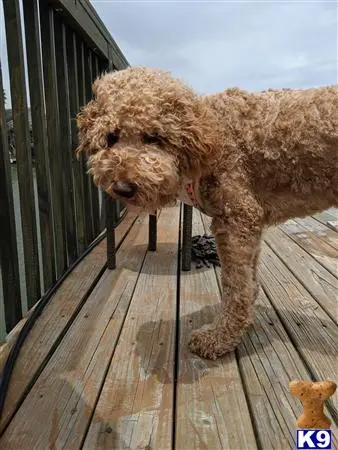 Goldendoodles female dog