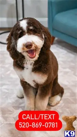 Bernedoodle stud dog